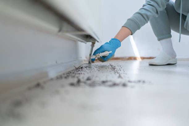 Best Spider Control Near Me  in Lake Park, IA